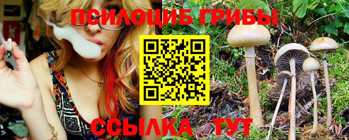 Псилоцибиновые грибы Psilocybe  Вход с VPN  купить  цена  Саяногорск 